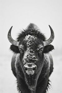 Bison