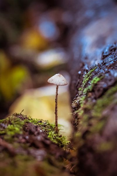 Mushroom between two tree trunks. by Brigitte Blaauw