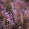 Violette Heide - Bokeh von PPS Fotografie