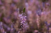 Violette Heide - Bokeh von PPS Fotografie Miniaturansicht