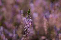 Lande pourpre - Bokeh