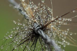 Macro druppels van Rinnie Wijnstra