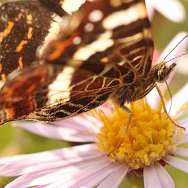 Vlinder op bloem van Sanne Willemsen