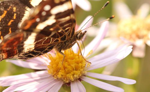 Vlinder op bloem by Sanne Willemsen