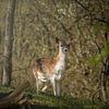 Kleine Rehe im Wald. von Priscilla Lecomte