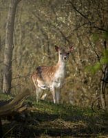Little deer in the woods.