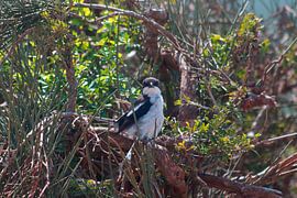 'Photogenic bird in South Africa.' by Capture the Moment 010