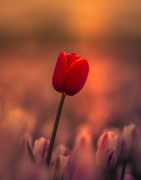 Tulpen maar dan anders par Michel Knikker