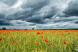 Champ de coquelicots dans le Kaiserstuhl