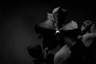Schwarzweiß Nahaufnahme Orchidee, Blume dunkler Hintergrund von Sabine Keijzer Miniaturansicht