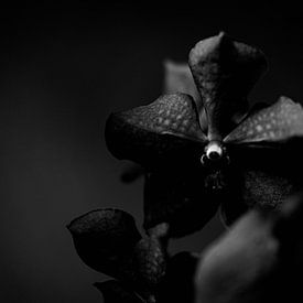 Schwarzweiß Nahaufnahme Orchidee, Blume dunkler Hintergrund von Sabine Keijzer