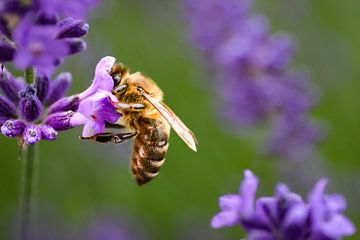 L'abeille mellifère sur WILBERT HEIJKOOP photography