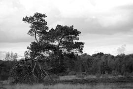 Whimsical Scots pine