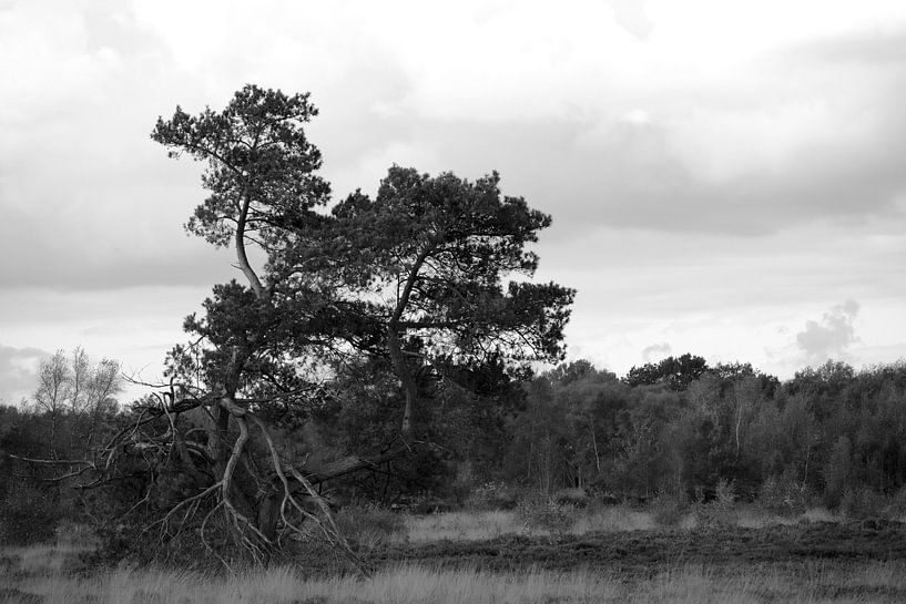 Pin sylvestre fantaisiste par Jurjen Melinga