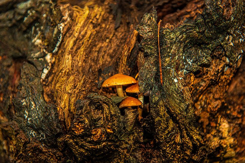 Mushrooms in the Forest by Brian Morgan