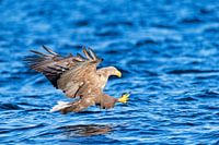 White-tailed eagle or sea eagle (Haliaeetus albicilla) hunting with talons forward