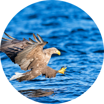 Zeearend (Haliaeetus albicilla) jaagt over het water met uitgestoken klauwen