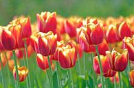 Rood gele tulpen in het veld van Ronald Smits thumbnail