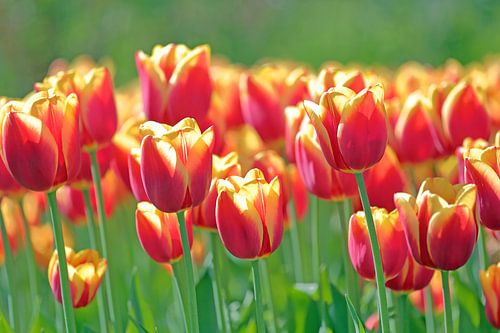 Rood gele tulpen in het veld
