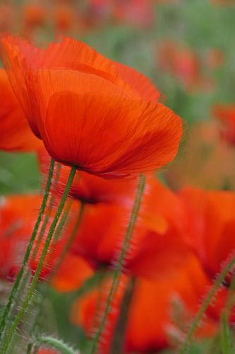 Poppy, consciously moved