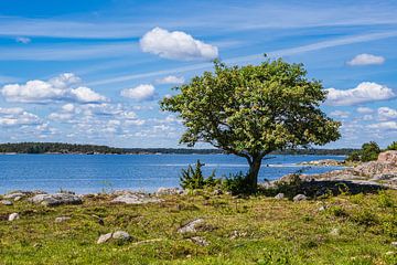 Ostseeküste mit Felsen und Baum auf der Insel Sladö in Schwede von Rico Ködder