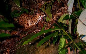 Sunda Leopard Cat yawns by Lennart Verheuvel