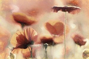 Mohnblumen