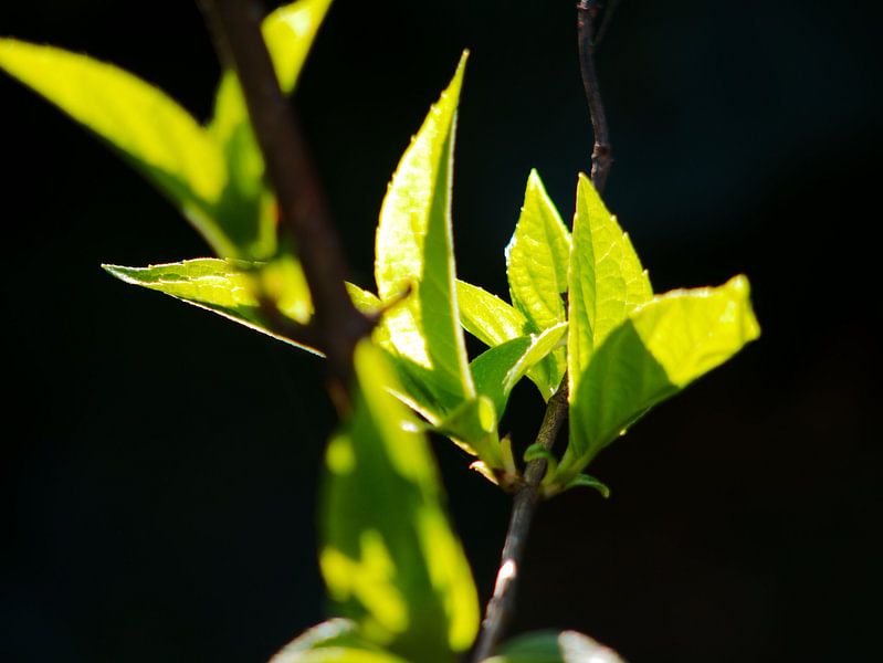 Spring green! by Brechje Kroezen