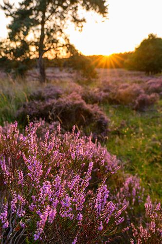 Zonsondergang boven een heidelandschap