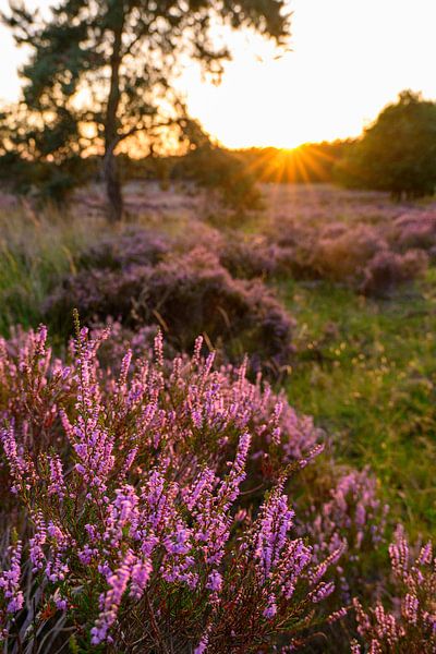 Sunset over a heather landscape by Sjoerd van der Wal Photography