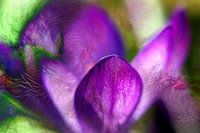 Crocus de Remilly