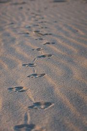 Seagull tracks on the beach by Rolf Berends