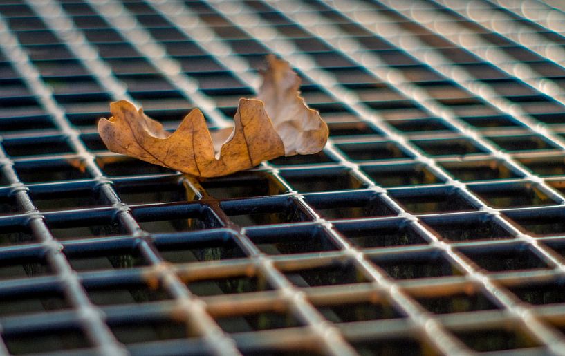 Herfstblad par Jacco Bezuijen
