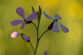 Tourbillon de pourpre sur Studio Liefkoos