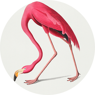 Roze Flamingo, John James Audubon