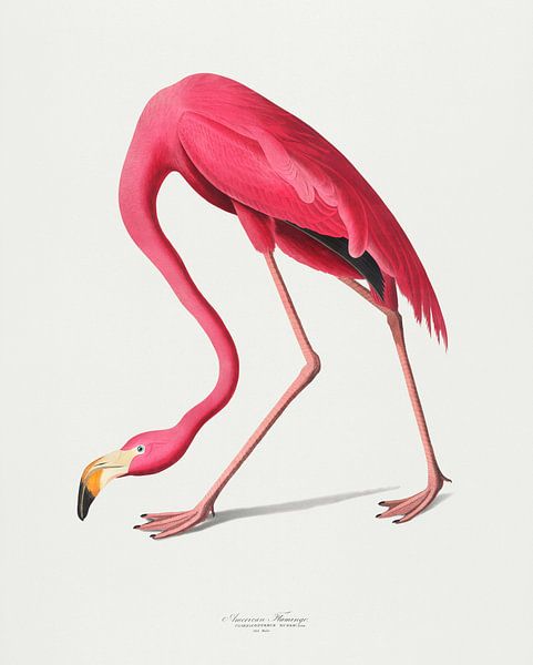 Pink Flamingo, John James Audubon by Masterful Masters