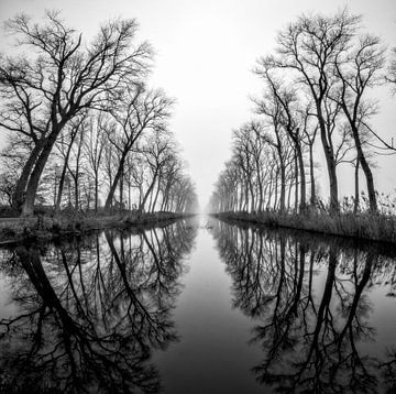 Water reflection of a crooked tree row by This is Belgium