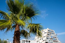 Waaierpalm en wolkenkrabber van Dieter Walther