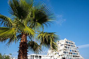 Waaierpalm en wolkenkrabber van Dieter Walther