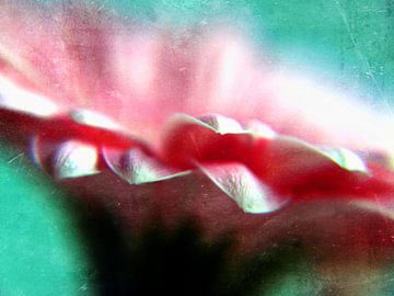 Pink daisy von Andreas Berheide Photography