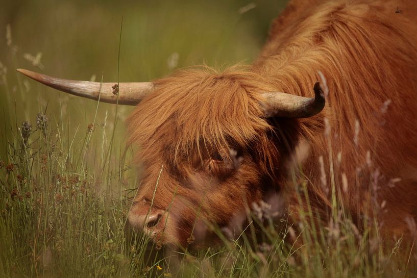 Schotse Hooglander van Frank Smedts