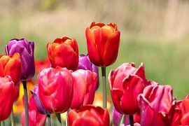 colorful,tulips by Hilda booy