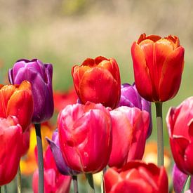 colorful,tulips van Hilda booy