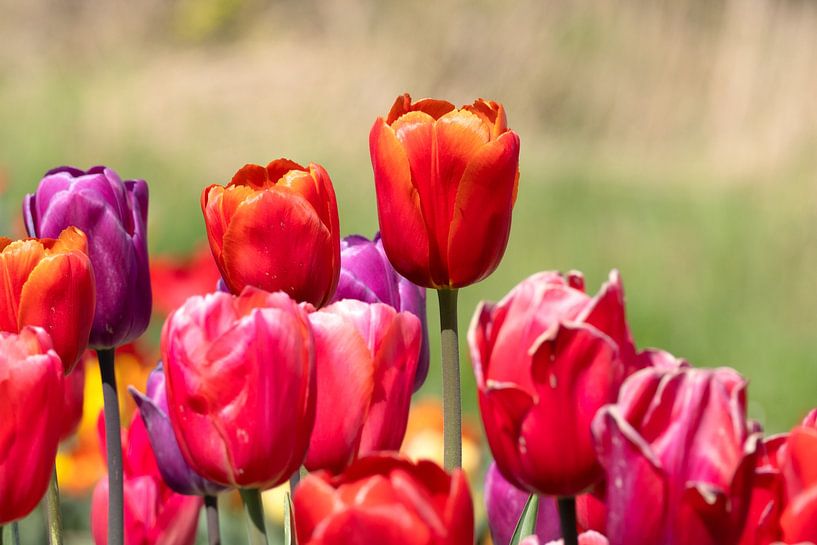 colorful,tulips by Hilda booy