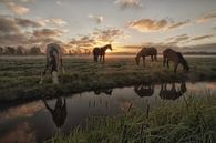 Horses in the polder by Moetwil en van Dijk - Fotografie thumbnail