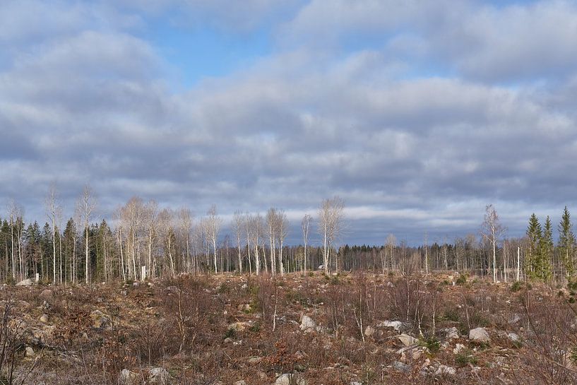 Småland forest landscape by Geertjan Plooijer