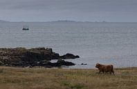 Schotse hooglander aan zee van Eddie Meijer thumbnail