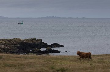 Scottish highlander at sea