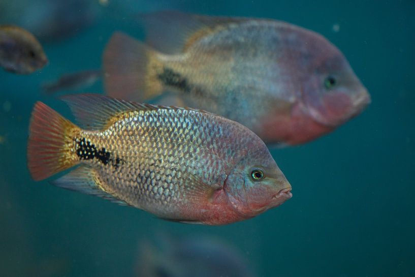 Cichlids by Antoine Deleij