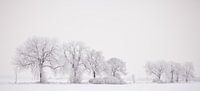 Bomenrij in de winter van Richard Geven thumbnail